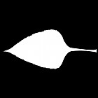 Filename=leaf_mask_00036.jpg
Filesize=21KiB
Dimensions=640x640
Date added=Sep 14, 2006 leaf_mask_00036.jpg