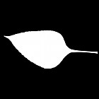 Filename=leaf_mask_00038.jpg
Filesize=21KiB
Dimensions=640x640
Date added=Sep 14, 2006 leaf_mask_00038.jpg