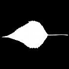 Filename=leaf_mask_00364.jpg
Filesize=21KiB
Dimensions=640x640
Date added=Sep 14, 2006 leaf_mask_00364.jpg