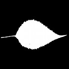 Filename=leaf_mask_00376.jpg
Filesize=22KiB
Dimensions=640x640
Date added=Sep 14, 2006 leaf_mask_00376.jpg