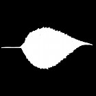Filename=leaf_mask_00377.jpg
Filesize=21KiB
Dimensions=640x640
Date added=Sep 14, 2006 leaf_mask_00377.jpg
