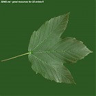 Filename=leaf_00409.jpg
Filesize=64KiB
Dimensions=640x640
Date added=Sep 14, 2006 leaf_00409.jpg