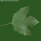 leaf_00409.jpg