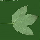 leaf_00410.jpg