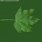 Filename=leaf_00411.jpg
Filesize=57KiB
Dimensions=640x640
Date added=Sep 14, 2006 leaf_00411.jpg
