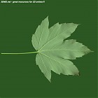 leaf_00412.jpg