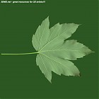 Filename=leaf_00412.jpg
Filesize=54KiB
Dimensions=640x640
Date added=Sep 14, 2006 leaf_00412.jpg