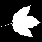 Filename=leaf_mask_00409.jpg
Filesize=26KiB
Dimensions=640x640
Date added=Sep 14, 2006 leaf_mask_00409.jpg