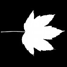 Filename=leaf_mask_00411.jpg
Filesize=26KiB
Dimensions=640x640
Date added=Sep 14, 2006 leaf_mask_00411.jpg