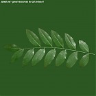 leaf_00233.jpg