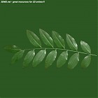 Filename=leaf_00233.jpg
Filesize=51KiB
Dimensions=640x640
Date added=Sep 14, 2006 leaf_00233.jpg