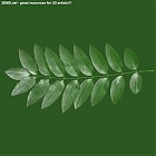 Filename=leaf_00431.jpg
Filesize=68KiB
Dimensions=640x640
Date added=Sep 14, 2006 leaf_00431.jpg