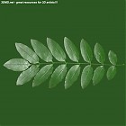 Filename=leaf_00479.jpg
Filesize=66KiB
Dimensions=640x640
Date added=Sep 14, 2006 leaf_00479.jpg