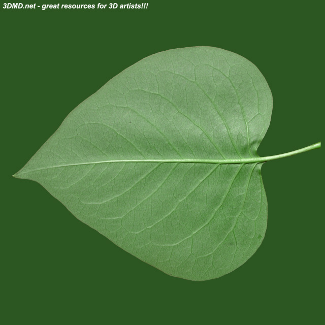 Leaf        