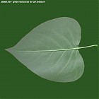 leaf_00006.jpg