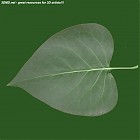 Filename=leaf_00007.jpg
Filesize=57KiB
Dimensions=640x640
Date added=Sep 14, 2006 leaf_00007.jpg