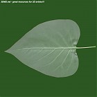 leaf_00008.jpg