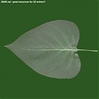 Filename=leaf_00009.jpg
Filesize=51KiB
Dimensions=640x640
Date added=Sep 14, 2006 leaf_00009.jpg