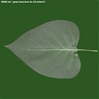 leaf_00009.jpg