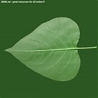 Filename=leaf_00085.jpg
Filesize=67KiB
Dimensions=640x640
Date added=Sep 14, 2006 leaf_00085.jpg