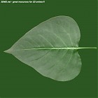 Filename=leaf_00086.jpg
Filesize=66KiB
Dimensions=640x640
Date added=Sep 14, 2006 leaf_00086.jpg