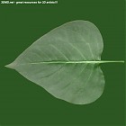 leaf_00086.jpg