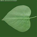 Filename=leaf_00091.jpg
Filesize=75KiB
Dimensions=640x640
Date added=Sep 14, 2006 leaf_00091.jpg