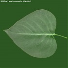 Filename=leaf_00092.jpg
Filesize=76KiB
Dimensions=640x640
Date added=Sep 14, 2006 leaf_00092.jpg