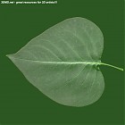 leaf_00092.jpg