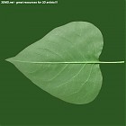 Filename=leaf_00093.jpg
Filesize=65KiB
Dimensions=640x640
Date added=Sep 14, 2006 leaf_00093.jpg