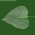 Filename=leaf_00094.jpg
Filesize=71KiB
Dimensions=640x640
Date added=Sep 14, 2006 leaf_00094.jpg