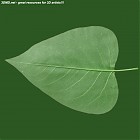 Filename=leaf_00096.jpg
Filesize=74KiB
Dimensions=640x640
Date added=Sep 14, 2006 leaf_00096.jpg