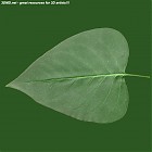 Filename=leaf_00097.jpg
Filesize=77KiB
Dimensions=640x640
Date added=Sep 14, 2006 leaf_00097.jpg