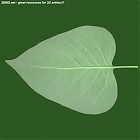 Filename=leaf_00125.jpg
Filesize=62KiB
Dimensions=640x640
Date added=Sep 14, 2006 leaf_00125.jpg