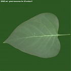 leaf_00126.jpg