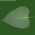 Filename=leaf_00126.jpg
Filesize=56KiB
Dimensions=640x640
Date added=Sep 14, 2006 leaf_00126.jpg