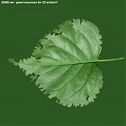 leaf_00213.jpg