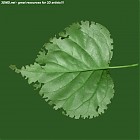 Filename=leaf_00213.jpg
Filesize=79KiB
Dimensions=640x640
Date added=Sep 14, 2006 leaf_00213.jpg