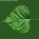 Filename=leaf_00214.jpg
Filesize=70KiB
Dimensions=640x640
Date added=Sep 14, 2006 leaf_00214.jpg