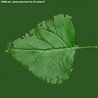 Filename=leaf_00217.jpg
Filesize=77KiB
Dimensions=640x640
Date added=Sep 14, 2006 leaf_00217.jpg