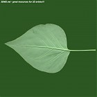 Filename=leaf_00301.jpg
Filesize=41KiB
Dimensions=640x640
Date added=Sep 14, 2006 leaf_00301.jpg