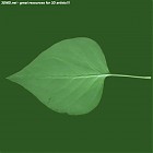 Filename=leaf_00302.jpg
Filesize=39KiB
Dimensions=640x640
Date added=Sep 14, 2006 leaf_00302.jpg