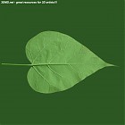 Filename=leaf_00378.jpg
Filesize=52KiB
Dimensions=640x640
Date added=Sep 14, 2006 leaf_00378.jpg
