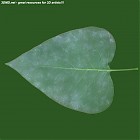 Filename=leaf_00513.jpg
Filesize=57KiB
Dimensions=640x640
Date added=Sep 14, 2006 leaf_00513.jpg