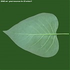 leaf_00516.jpg