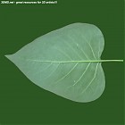 Filename=leaf_00516.jpg
Filesize=62KiB
Dimensions=640x640
Date added=Sep 14, 2006 leaf_00516.jpg