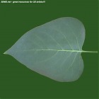 Filename=leaf_00517.jpg
Filesize=59KiB
Dimensions=640x640
Date added=Sep 14, 2006 leaf_00517.jpg