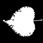 Filename=leaf_mask_00213.jpg
Filesize=33KiB
Dimensions=640x640
Date added=Sep 14, 2006 leaf_mask_00213.jpg