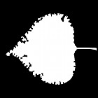 Filename=leaf_mask_00214.jpg
Filesize=32KiB
Dimensions=640x640
Date added=Sep 14, 2006 leaf_mask_00214.jpg