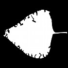 Filename=leaf_mask_00217.jpg
Filesize=32KiB
Dimensions=640x640
Date added=Sep 14, 2006 leaf_mask_00217.jpg